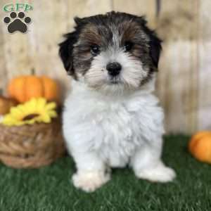 Carson, Biewer Terrier Puppy